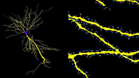 Una herramienta de IA desvela la arquitectura 3D de las neuronas | Mi Cajón de Ideas | Scoop.it