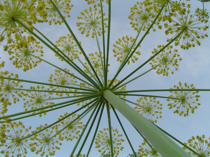 (ES) - Glosario de malas hierbas del jardin | tecnicoagricola.es | Glossarissimo! | Scoop.it