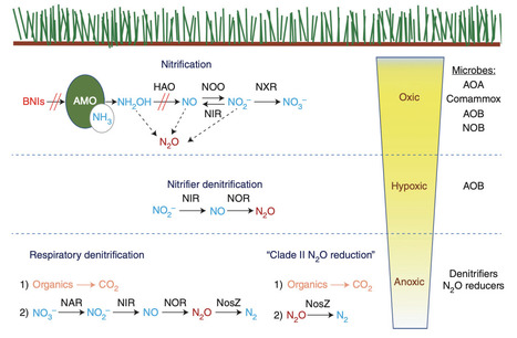 Agritech to Tame the Nitrogen Cycle | RMH | Sc...