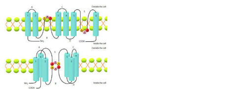 Aquaporins and their role in plant-microbial systems | Plant-Microbe Symbiosis | Scoop.it