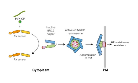 EMBO J: Sensor NLR immune proteins activate oligomerization of their NRC helpers in response to plant pathogens (2023) | Publications | Scoop.it