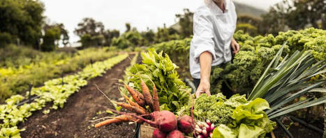 L’agriculture bio pousse à l’utilisation de plus de pesticides dans les parcelles d’à côté ! | Attitude BIO | Scoop.it