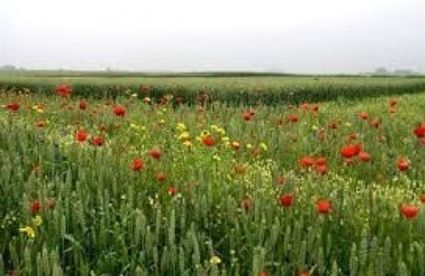 Biodiversit&eacute;: le retard wallon agace la Commission europ&eacute;enne | Biodiversit&eacute; | Scoop.it