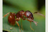 Odorat et vue perturbés chez des fourmis soumises au rayonnement GSM | Mieux Prévenir | EntomoNews | Scoop.it
