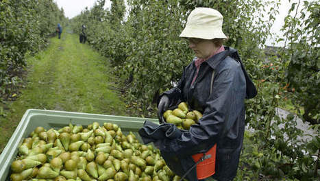 L’embargo russe a un impact sur les prix et les exportations agricoles belges | Koter Info - La Gazette de LLN-WSL-UCL | Scoop.it