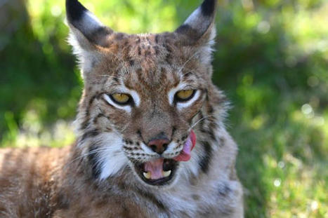 La présence du lynx confirmée dans le Morvan | Biodiversité | Scoop.it
