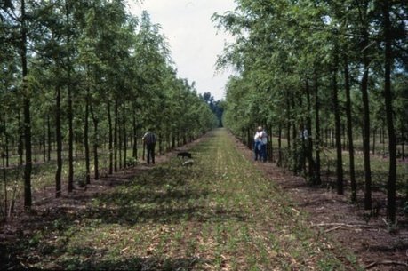 [Article]  Les systèmes agroforestiers peuvent jouer un rôle essentiel dans l'atténuation du changement climatique => Agroforestry systems may play vital role in mitigating climate change | SCIENCES DU VEGETAL | Scoop.it