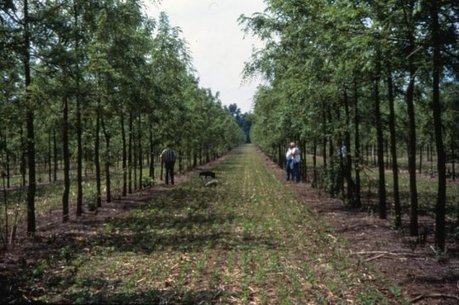 [Article]  Les systèmes agroforestiers peuvent jouer un rôle essentiel dans l'atténuation du changement climatique => Agroforestry systems may play vital role in mitigating climate change | ECOLOGIE - ENVIRONNEMENT | Scoop.it