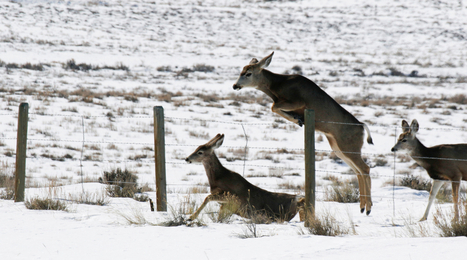 Spotlight: management of wide-ranging species - | Biodiversité | Scoop.it