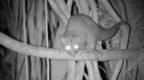 Ils ont film&eacute; la cime des arbres toute la nuit : ce qui appara&icirc;t dans l&rsquo;obscurit&eacute; est fascinant | Biodiversit&eacute; - @ZEHUB on Twitter | Scoop.it
