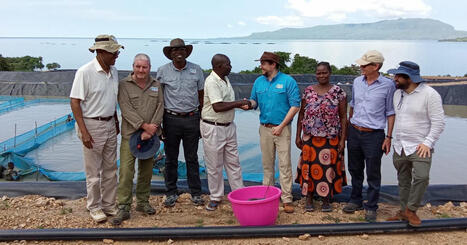 AFRICA : How small-scale farmers are helping Kenya’s biggest tilapia business | CIHEAM Press Review | Scoop.it
