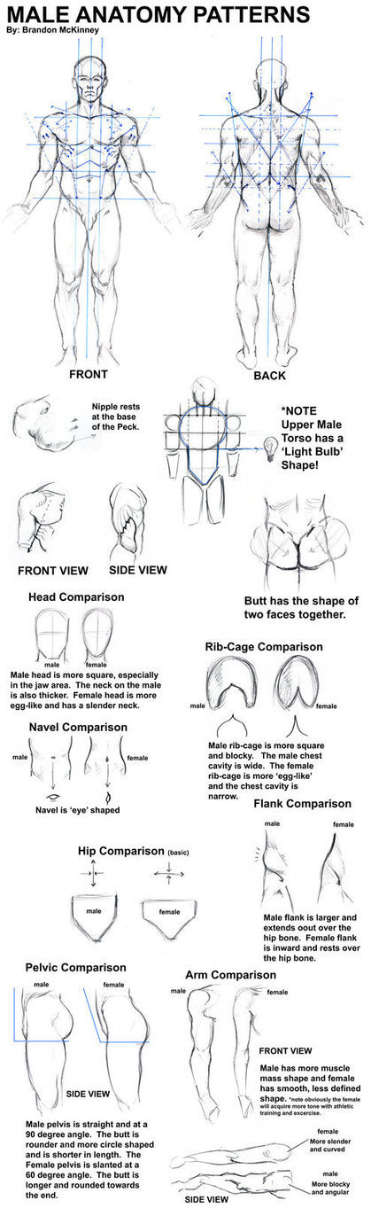 Male Anatomy Patterns Drawing Reference Drawi