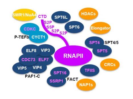 The Composition of the Arabidopsis RNA Polymerase II Transcript Elongation Complex Reveals the Interplay Between Elongation and mRNA Processing Factors | The Plant Cell | Scoop.it