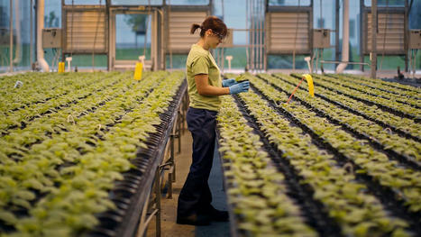 Your next vaccine could be grown in a tobacco plant | Plant Molecular Farming | Scoop.it
