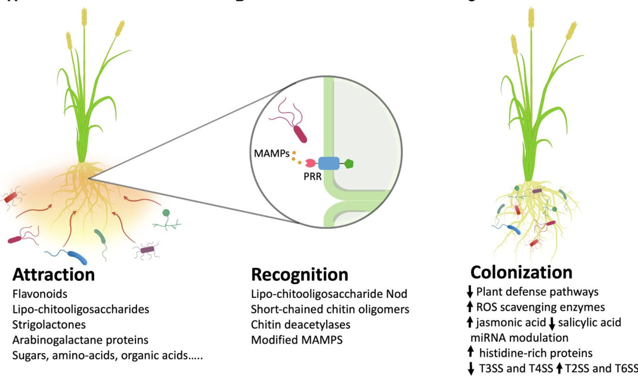 Exploring the potential of endophyte-plant inte...