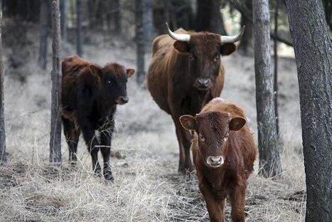 Apocalypse of the "Happy Meal": Worshiping the Golden Calf | YOUR FOOD, YOUR ENVIRONMENT, YOUR HEALTH: #Biotech #GMOs #Pesticides #Chemicals #FactoryFarms #CAFOs #BigFood | Scoop.it