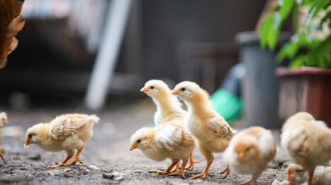 Appeals for a ban on the slaughter of male chicks in PORTUGAL&nbsp; | CIHEAM Press Review | Scoop.it