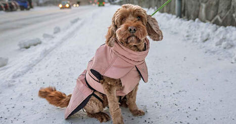 Minni ulkoilee tossuissa, Maunolle riitt&auml;&auml; pusakka ja Pipsa ei fanita takkiaan &ndash; koiria puetaan, ja se on terveyskysymys | Keski-Suomi | Yle | 1Uutiset - Lukemisen t&auml;hden | Scoop.it