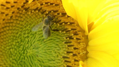 Pourquoi les abeilles disparaissent ? Reportage de BFMTV dans les Pyrénées-Orientales | EntomoNews | Scoop.it