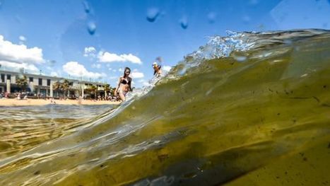 Melbourne beaches unsafe for swimming, tainted by faecal matter | GTAV AC:G Y7 - Water in the world | Scoop.it