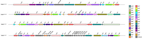 Comprehensive genomic analysis of type VI secretion system diversity and associated proteins in Serratia | Msc | RMH | Scoop.it
