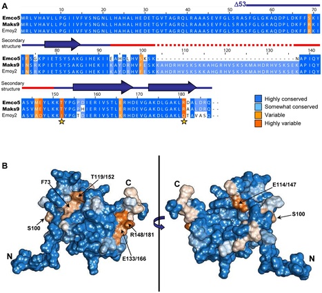 PLoS Pathogens: Structural Elucidation and Functional Characterization of the Hyaloperonospora arabidopsidis Effector Protein ATR13 | Plants and Microbes | Scoop.it