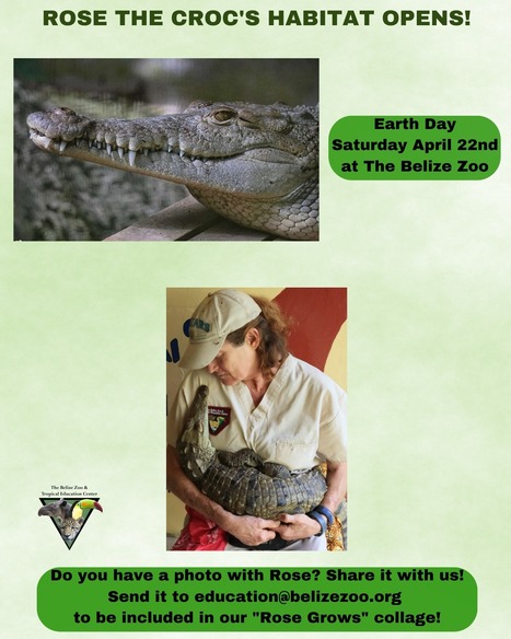 Rose the Croc's Habitat Opening on Earth Day | Cayo Scoop!  The Ecology of Cayo Culture | Scoop.it