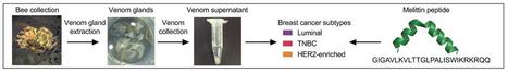 Le venin d'abeille et la mélittine suppriment l'activation des récepteurs du facteur de croissance dans certains types agressifs de cancer du sein | EntomoNews | Scoop.it