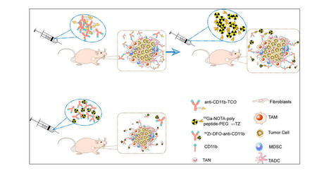 Targeting Infiltrating Myeloid Cells in Gastric Cancer Using a Pretargeted Imaging Strategy Based on Bio-Orthogonal Diels–Alder Click Chemistry and Comparison with 89Zr-Labeled Anti-CD11b Positron ... | Daily Newspaper | Scoop.it