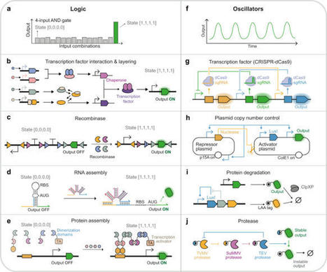 Discovery and remodeling of Vibrio natriegens a...