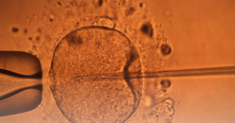 Le site ill&eacute;gal de dons de gam&egrave;tes r&eacute;unissait 7 000 membres : son g&eacute;rant devant la justice &agrave; Valenciennes | Bio&eacute;thique & Procr&eacute;ation | Scoop.it