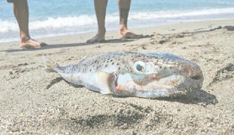 TUNISIE : Invasion du poisson-lapin sur nos côtes : A quand la valorisation de cette espèce ? | CIHEAM Press Review | Scoop.it
