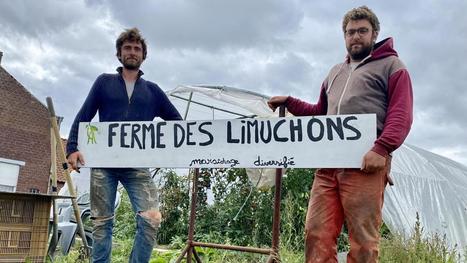 &Agrave; Comines, deux jeunes Lillois se lancent dans le mara&icirc;chage | Actu environnement en HdF | Scoop.it