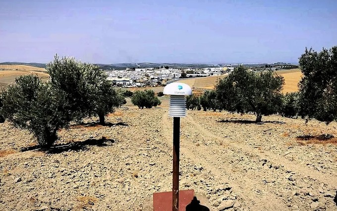 ITALY: Puglia Invests in Early Detection of Olive Tree Diseases and Pests