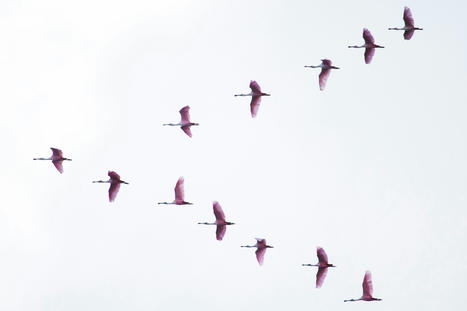 Pourquoi les oiseaux migrateurs volent-ils en «V»? | Biodiversité - @ZEHUB on Twitter | Scoop.it