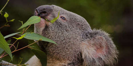 Trois milliards d’animaux touchés par les feux de forêt en Australie | Biodiversité | Scoop.it