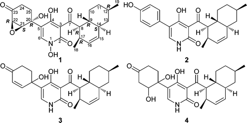 Pyridone Alkaloids from a Marine-Derived Fungus, Stagonosporopsis cucurbitacearum, and Their Activities against Azole-Resistant Candida albicans | Natural Products Chemistry Breaking News | Scoop.it