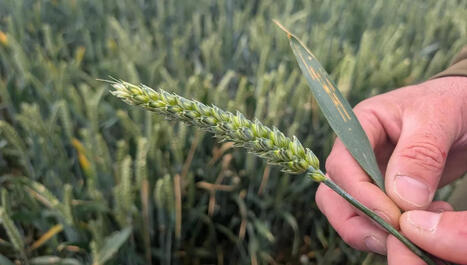 Podcast (2') - Dans la Somme, des chercheurs d&eacute;veloppent une agriculture sans pesticide, sans s'interdire les engrais de synth&egrave;se | Revue de presse du Centre de doc | Scoop.it
