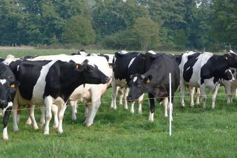 Des nanoparticules auraient causé la mort de dizaines de vaches dans le Haut-Rhin | Risques, Santé, Environnement | Scoop.it