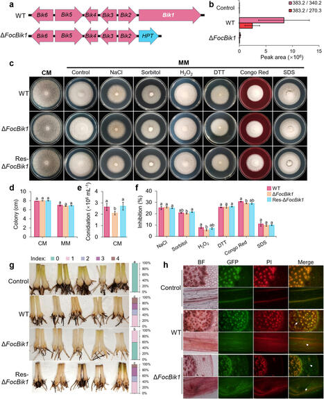 Bikaverin as a molecular weapon: enhancing Fusarium oxysporum pathogenicity in bananas via rhizosphere microbiome manipulation | Mbm | RMH | Scoop.it