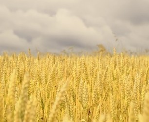 Quand les OGM font pschitt : le bilan poussif de 15 ans de cultures aux USA | Toxique, soyons vigilant ! | Scoop.it