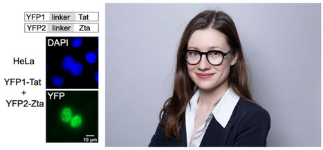 Quand les virus se parlent : une nouvelle piste vers les cancers | Life Sciences Universit&eacute; Paris-Saclay | Scoop.it