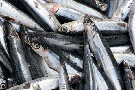 IFFO Highlights Seafood Role In Food Security Biodiversity&nbsp; | DURABILITES | Scoop.it