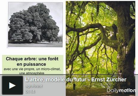 Un autre regard sur les arbres / France Culture | Les Colocs du jardin | Scoop.it