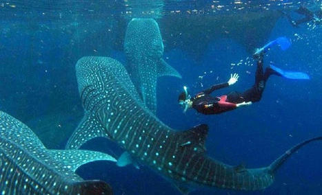 Make Your Cabo Journey Amazing And Memorable With Us | Private Whale Shark Tour Cabo | Scoop.it