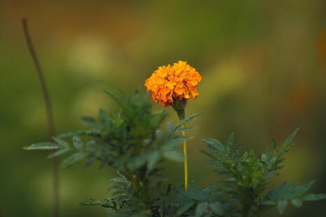 INNOVATION : Marigold flower as a sustainable plant protein for food innovation | INNOVATIONS | Scoop.it