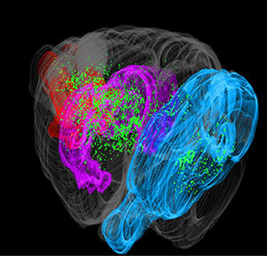 Increased L1 Retrotransposition in the Neuronal Genome in Schizophrenia | Genetics - GEG Tech top picks | Scoop.it