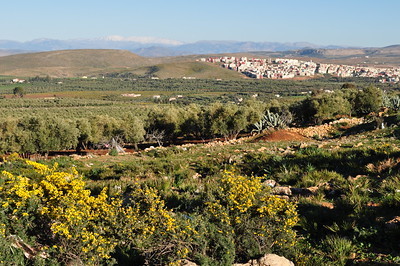 [Article] Quelle agroforesterie dans les oliveraies de Tunisie ? Analyse des associations de cultures pratiquées et des perceptions des agriculteurs | Cahiers Agricultures | TRANSITION AGROECOLOGIQUE : PRATIQUES ET POLITIQUES AGRICOLES | Scoop.it