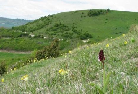 Protection des papillons et orchidées : Chantier nature dans le Nord-Pas-de-Calais | Variétés entomologiques | Scoop.it