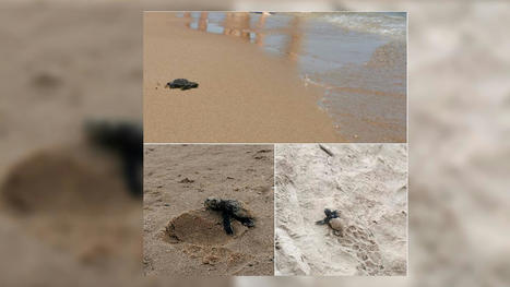 Hyères: les œufs de tortues Caouanne ont éclos, entre 10 et 15 nouveau-nés ont regagné la mer | Biodiversité | Scoop.it